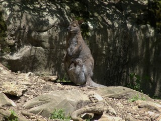 kangourou et bébé