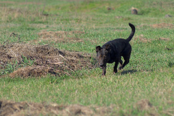 Hunting dog. Brown dog tracks prey.