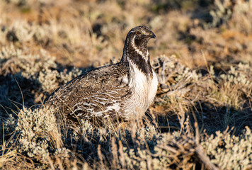 A Male Greater sage-grouse Roaming the Lek at Dawn