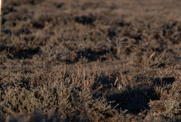 A Well Hidden Male Greater sage-grouse on Lek on a Spring Morning