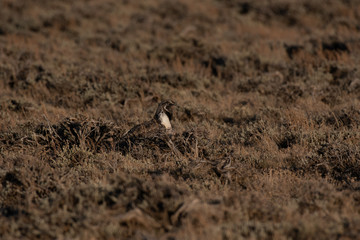 A Male Greater sage-grouse Roaming the Lek at Dawn