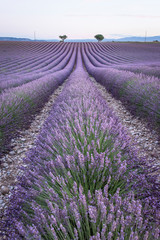 Naklejka na ściany i meble Scenic View Of Lavender Field Against Sky