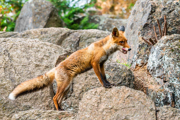 Cute Red Fox, Vulpes vulpes in fall forest. Beautiful animal in the nature habitat. Wildlife scene from the wild nature. Red fox running in orange autumn leaves