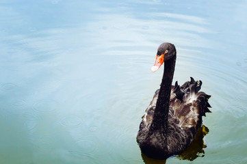 Naklejka premium A beautiful black swan swims in the water. Nature protection concept. Natural background with place for copyspace.