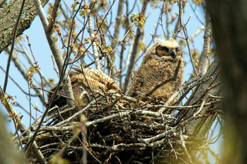 Great Horned Owl ALB_2881