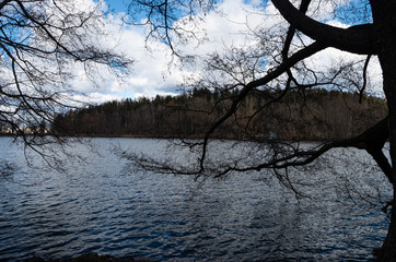 tree branches above the lake