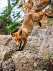 Cute Red Fox, Vulpes vulpes in fall forest. Beautiful animal in the nature habitat. Wildlife scene from the wild nature. Red fox running in orange autumn leaves