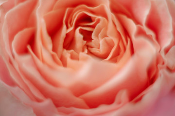
Beautiful Pink Rose Bud Close-Up Shot