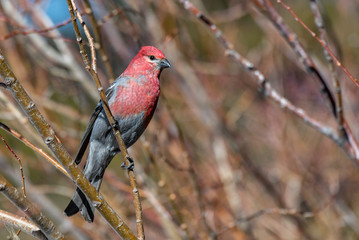 A Beautiful Male Pine Grosbeak Perched in a Tree