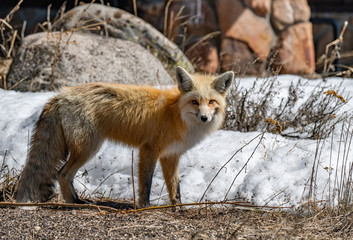 An Adorable Red Fox on a Beautiful Spring Morning