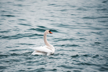 Mute swan in the water. Birds in nature. Flopping wings. Swimming. 