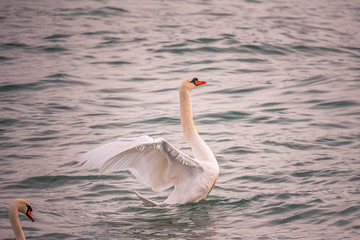 Mute swan in the water. Birds in nature. Flopping wings. Swimming. 