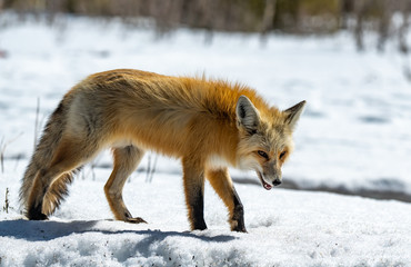 A Red Fox Roaming the Snowy Mountains