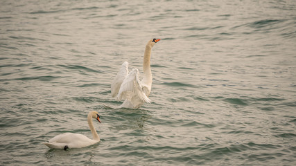 Mute swan in the water. Birds in nature. Flopping wings. Swimming. 