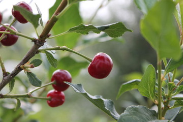 вишня на дереве