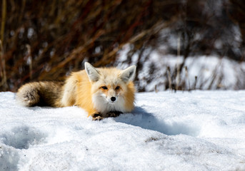 Fototapeta na wymiar A Beautiful Red Fox Lounging on a Snowbank
