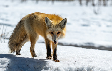 A Red Fox Roaming the Snowy Mountains
