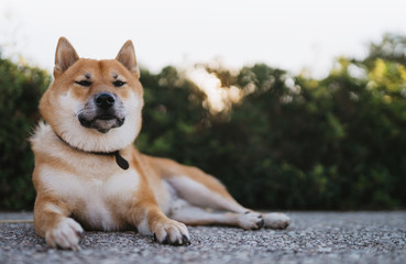 calm dog close up rest on green landscape, chilling shiba inu leisure on park, pet relaxing on nature, animal relax tourist trip, mockup copy space