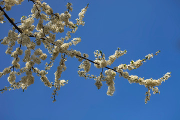 Colorful spring flowers in garden