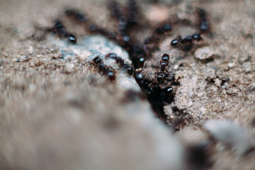 ants close up