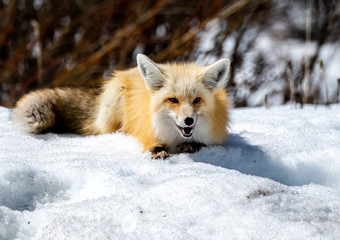 An Adorable Red Fox on a Beautiful Spring Morning