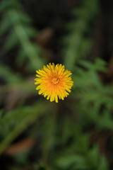 Colorful spring flowers in garden