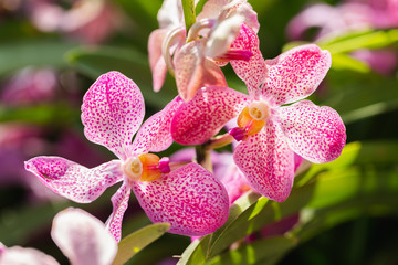 Orchid flower in orchid garden at winter or spring day for beauty and agriculture design. Mokara Orchidaceae.