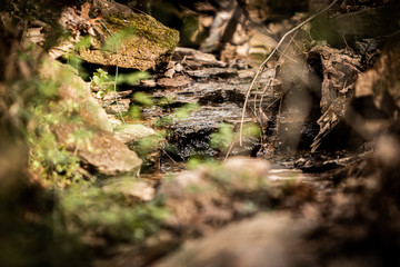 Natural stream in the forest 