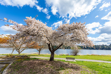 Amazing cherry blossom. Ferdinand Street Boat Launch, Seattle, Spring