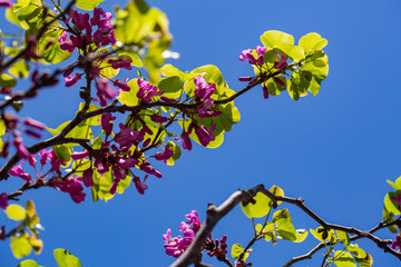 Beautiful pink flowers growing in the park