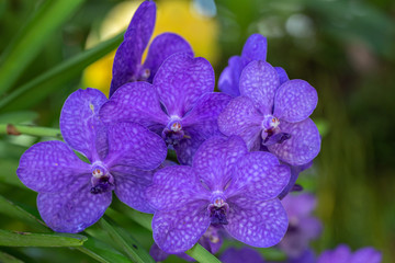 Orchid flower in orchid garden at winter or spring day for beauty and agriculture design. Vanda Orchidaceae.
