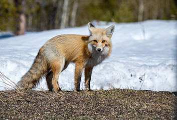 An Adorable Red Fox on a Beautiful Spring Morning