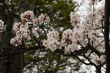 桜の花　K3BP5854