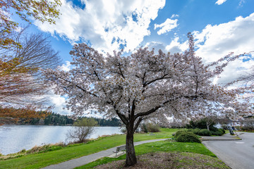 Amazing cherry blossom. Ferdinand Street Boat Launch, Seattle, Spring