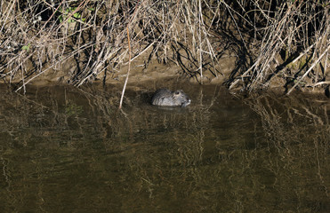 Nutria Nagetier