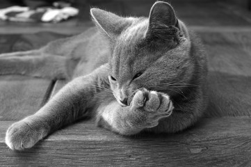 chat