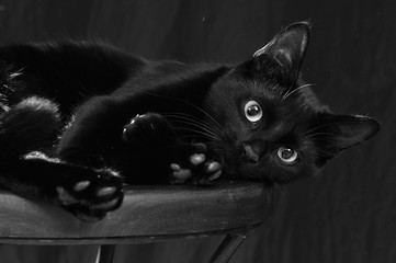 chat