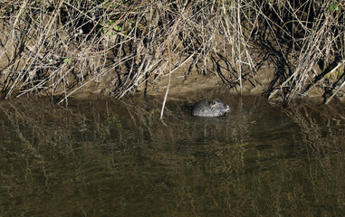 Nutria Nagetier