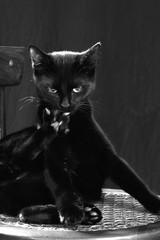 chat
