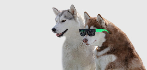 dog with glasses. a brown-and-white husky dog sitting in black glasses with bright green frames on a white isolated background. two Siberian huskies on an isolated background for a banner or postcard