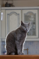 chat