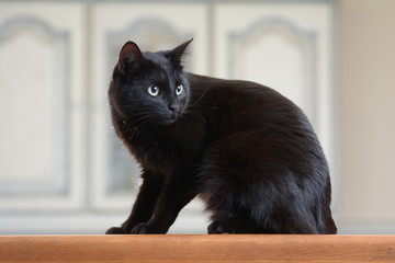 chat