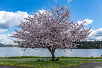 Naklejka premium Amazing cherry blossom. Ferdinand Street Boat Launch, Seattle, Spring