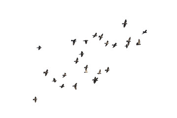 Flocks of flying pigeons isolated on white background. Save with clipping path.