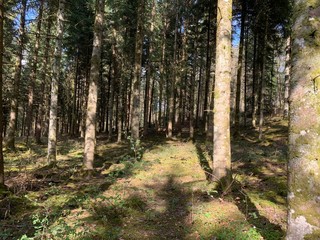 Fototapeta premium path in the forest