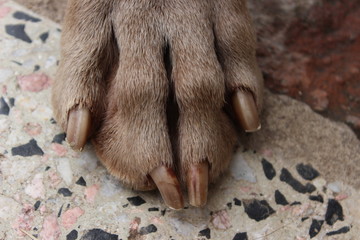 Pata