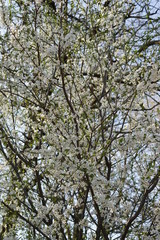 Obraz premium spring flowering