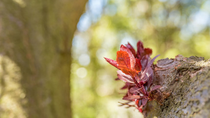 liście na gałęzi © Franciszek