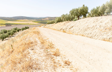 a gravel road through agricultural fields next to Espejo town, province of Cordoba, Andalusia, Spain
