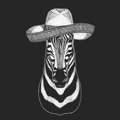 Zebra portrait. Sombrero is traditional mexican hat. Mexico. Head of wild animal.